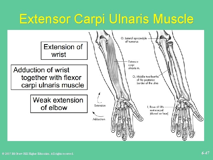 Extensor Carpi Ulnaris Muscle © 2007 Mc. Graw-Hill Higher Education. All rights reserved. 6