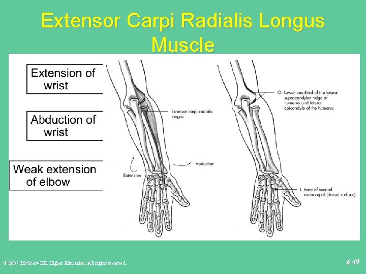 Extensor Carpi Radialis Longus Muscle © 2007 Mc. Graw-Hill Higher Education. All rights reserved.