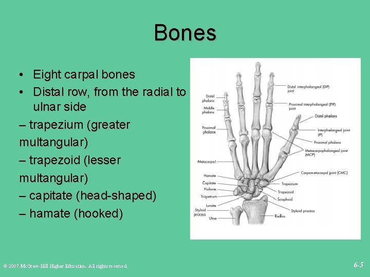 Bones • Eight carpal bones • Distal row, from the radial to ulnar side