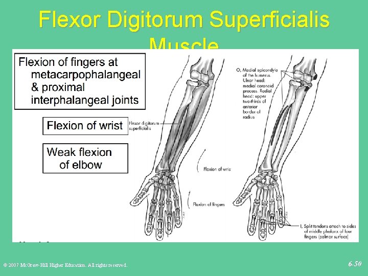 Flexor Digitorum Superficialis Muscle © 2007 Mc. Graw-Hill Higher Education. All rights reserved. 6