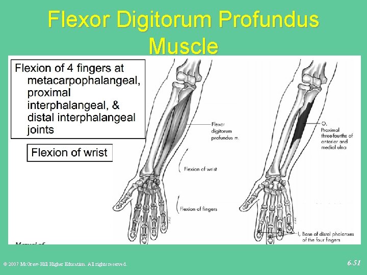 Flexor Digitorum Profundus Muscle © 2007 Mc. Graw-Hill Higher Education. All rights reserved. 6