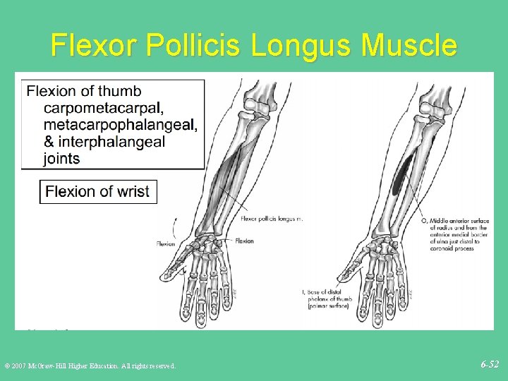 Flexor Pollicis Longus Muscle © 2007 Mc. Graw-Hill Higher Education. All rights reserved. 6