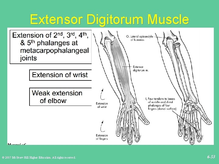 Extensor Digitorum Muscle © 2007 Mc. Graw-Hill Higher Education. All rights reserved. 6 -53
