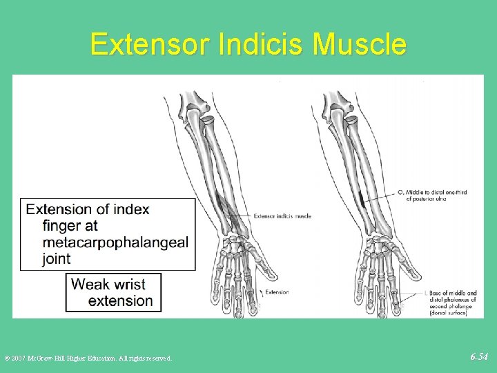 Extensor Indicis Muscle © 2007 Mc. Graw-Hill Higher Education. All rights reserved. 6 -54