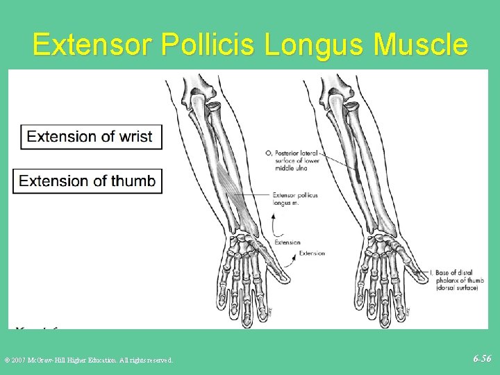 Extensor Pollicis Longus Muscle © 2007 Mc. Graw-Hill Higher Education. All rights reserved. 6