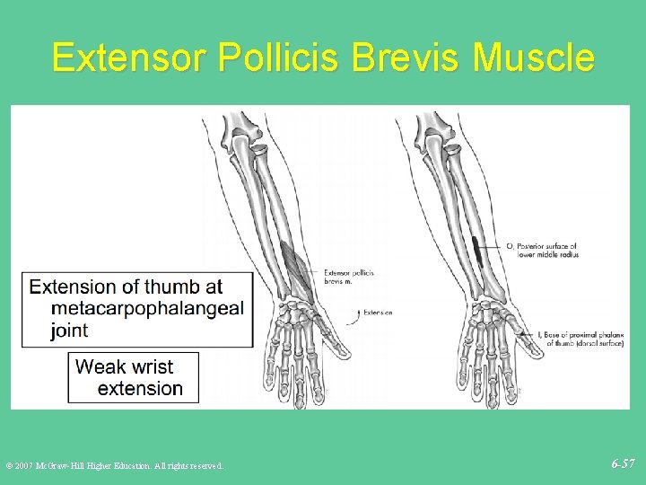 Extensor Pollicis Brevis Muscle © 2007 Mc. Graw-Hill Higher Education. All rights reserved. 6