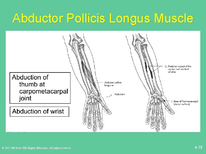 Abductor Pollicis Longus Muscle © 2007 Mc. Graw-Hill Higher Education. All rights reserved. 6