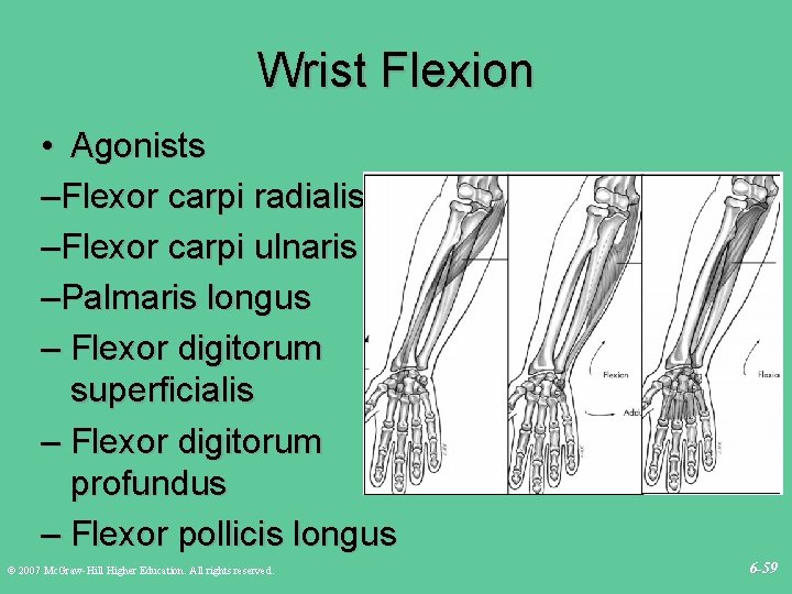 Wrist Flexion • Agonists –Flexor carpi radialis –Flexor carpi ulnaris –Palmaris longus – Flexor