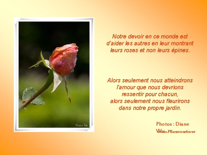 Notre devoir en ce monde est d'aider les autres en leur montrant leurs roses