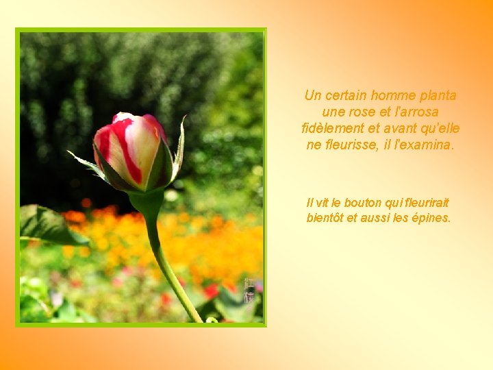 Un certain homme planta une rose et l'arrosa fidèlement et avant qu'elle ne fleurisse,