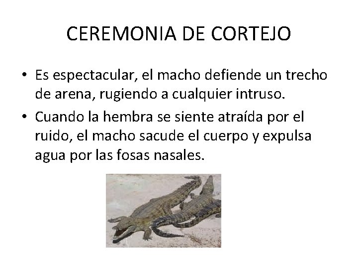 CEREMONIA DE CORTEJO • Es espectacular, el macho defiende un trecho de arena, rugiendo