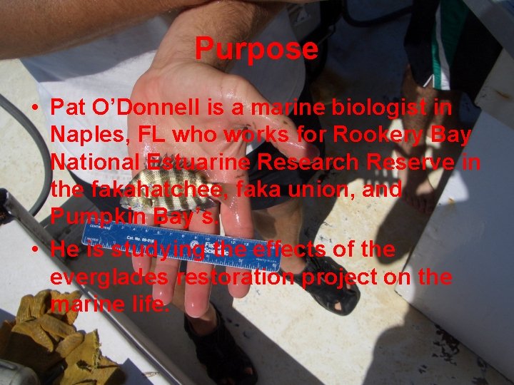 Purpose • Pat O’Donnell is a marine biologist in Naples, FL who works for