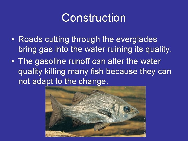 Construction • Roads cutting through the everglades bring gas into the water ruining its