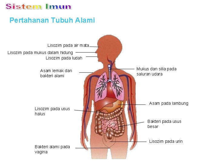 Pertahanan Tubuh Alami Lisozim pada air mata Lisozim pada mukus dalam hidung Lisozim pada