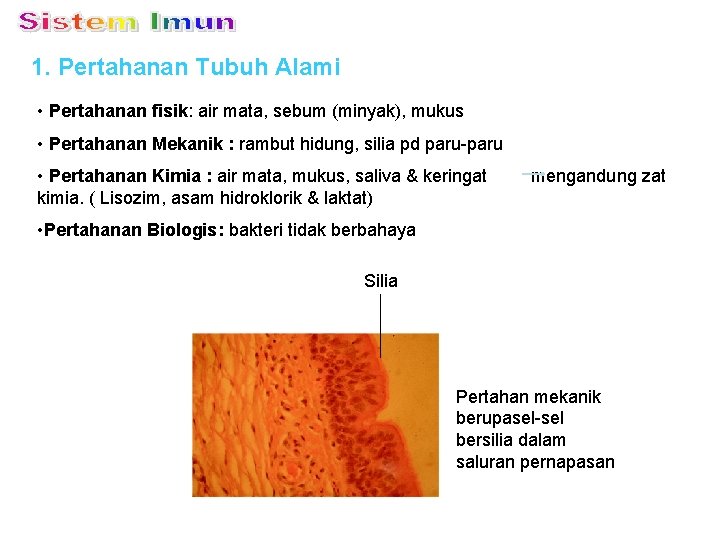 1. Pertahanan Tubuh Alami • Pertahanan fisik: air mata, sebum (minyak), mukus • Pertahanan