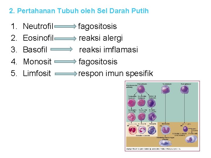 2. Pertahanan Tubuh oleh Sel Darah Putih 1. 2. 3. 4. 5. Neutrofil Eosinofil