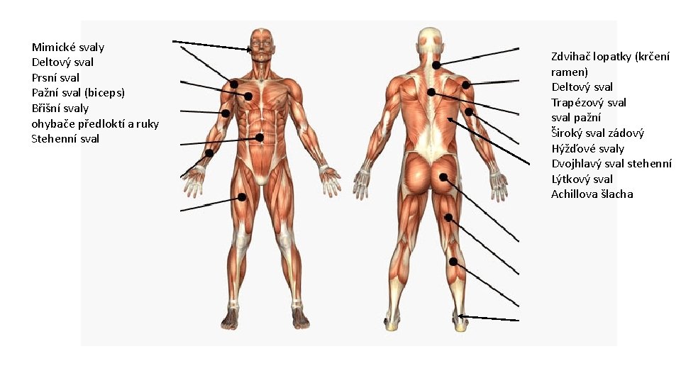 Mimické svaly Deltový sval Prsní sval Pažní sval (biceps) Břišní svaly ohybače předloktí a