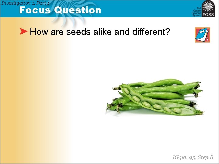 Investigation 1, Part 1 Focus Question How are seeds alike and different? IG pg.