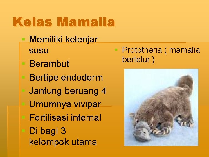 Kelas Mamalia § Memiliki kelenjar § Prototheria ( mamalia susu bertelur ) § Berambut