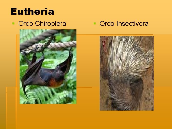 Eutheria § Ordo Chiroptera § Ordo Insectivora 