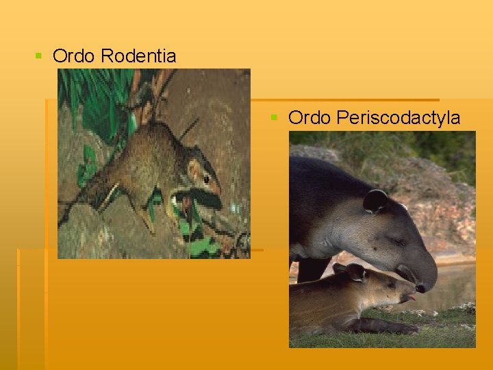 § Ordo Rodentia § Ordo Periscodactyla 