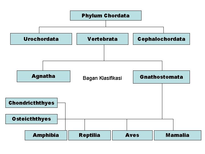 Phylum Chordata Urochordata Agnatha Vertebrata Cephalochordata Bagan Klasifikasi Gnathostomata Chondricththyes Osteicththyes Amphibia Reptilia Aves