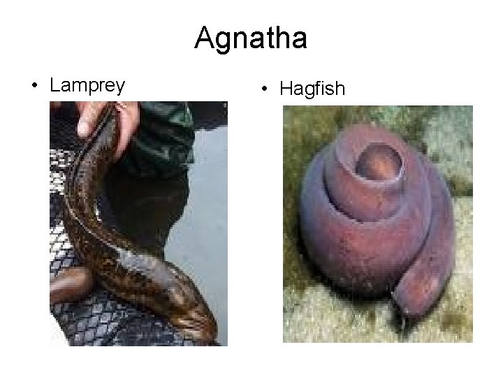 Agnatha • Lamprey • Hagfish 