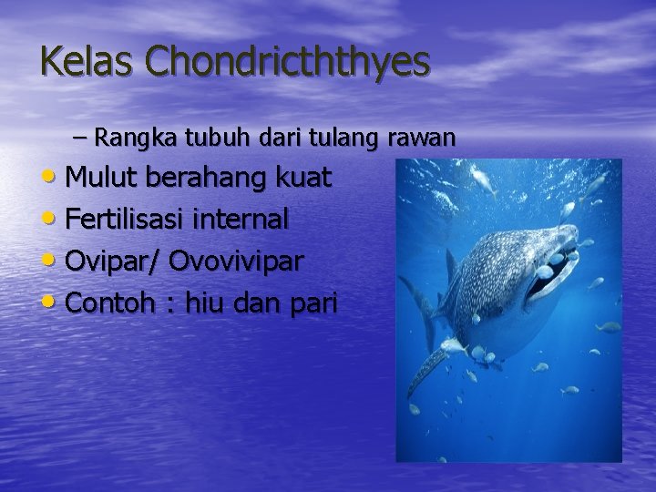 Kelas Chondricththyes – Rangka tubuh dari tulang rawan • Mulut berahang kuat • Fertilisasi