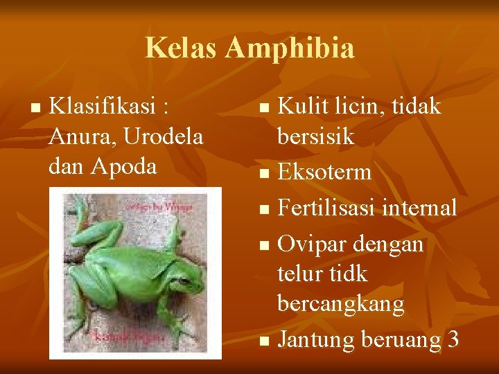 Kelas Amphibia n Klasifikasi : Anura, Urodela dan Apoda Kulit licin, tidak bersisik n