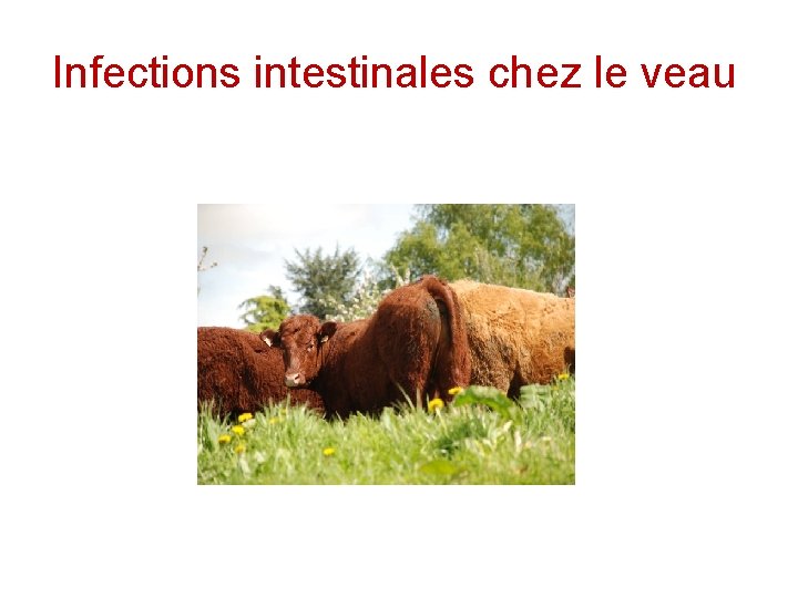 Infections intestinales chez le veau 