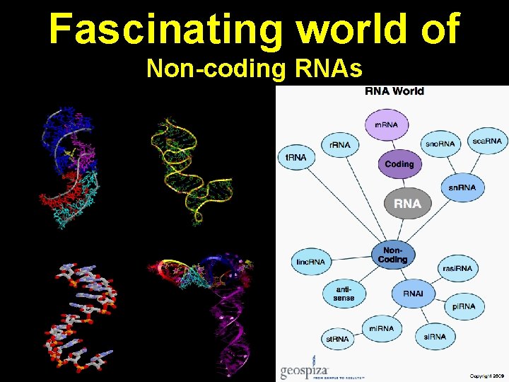 Fascinating world of Non-coding RNAs 