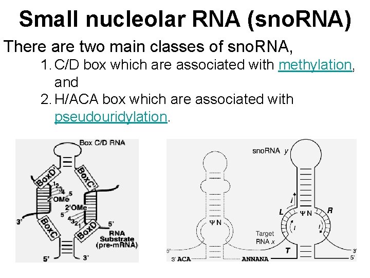 Small nucleolar RNA (sno. RNA) There are two main classes of sno. RNA, 1.