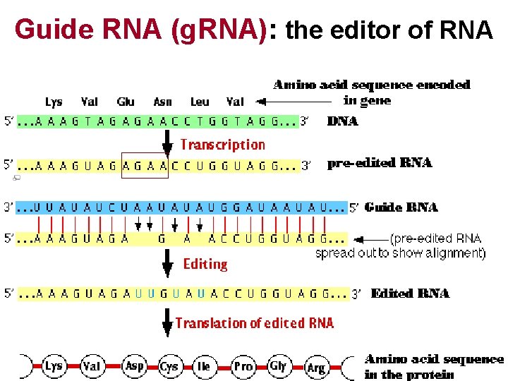 Guide RNA (g. RNA): the editor of RNA 