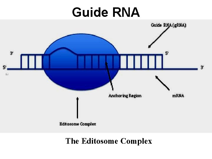 Guide RNA The Editosome Complex 