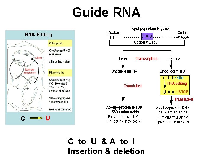Guide RNA C to U & A to I Insertion & deletion 