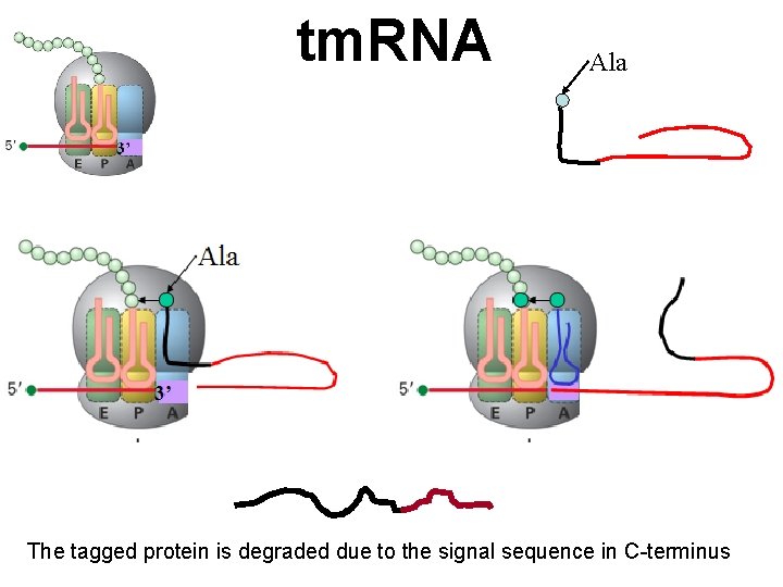 tm. RNA Ala The tagged protein is degraded due to the signal sequence in