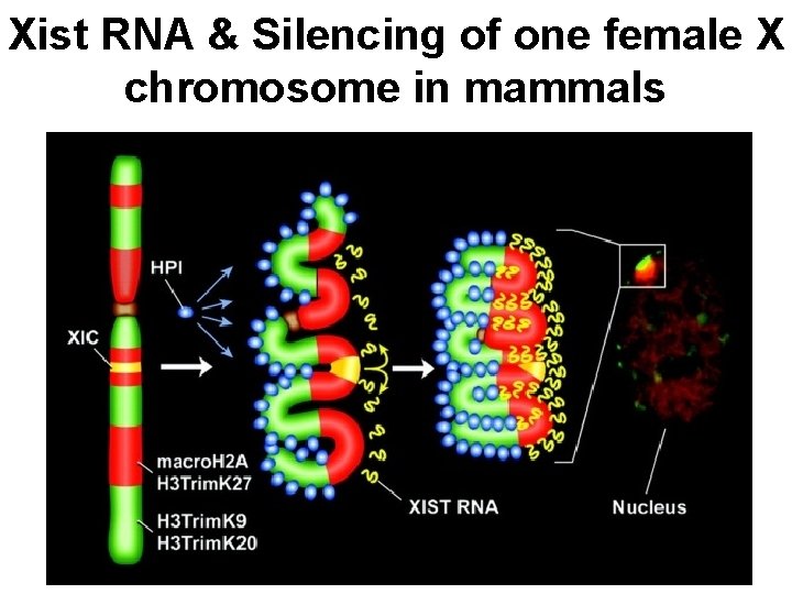 Xist RNA & Silencing of one female X chromosome in mammals 