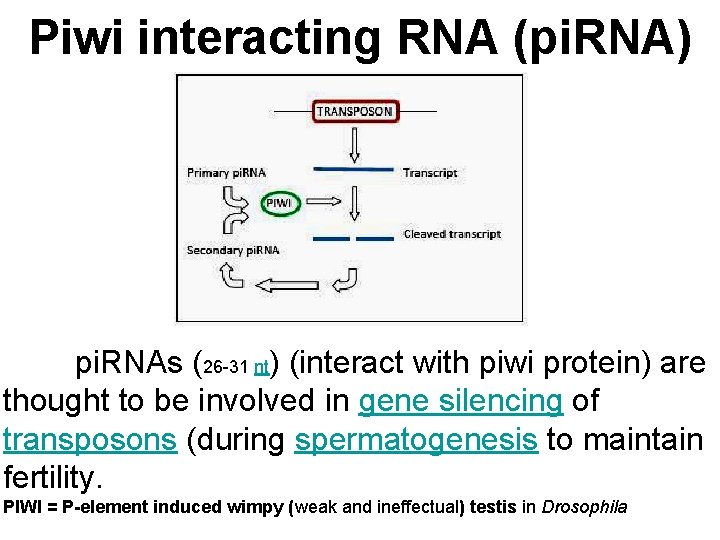 Piwi interacting RNA (pi. RNA) pi. RNAs (26 -31 nt) (interact with piwi protein)