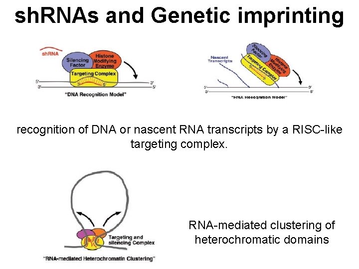 sh. RNAs and Genetic imprinting recognition of DNA or nascent RNA transcripts by a