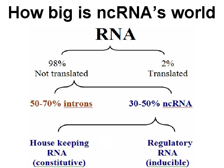 How big is nc. RNA’s world 