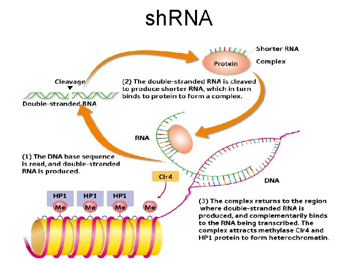 sh. RNA 