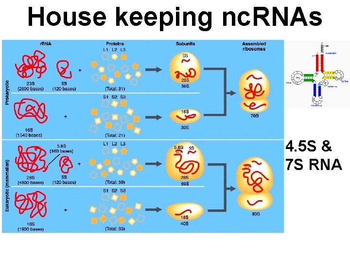 House keeping nc. RNAs 4. 5 S & 7 S RNA 