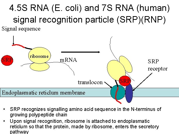 4. 5 S RNA (E. coli) and 7 S RNA (human) signal recognition particle