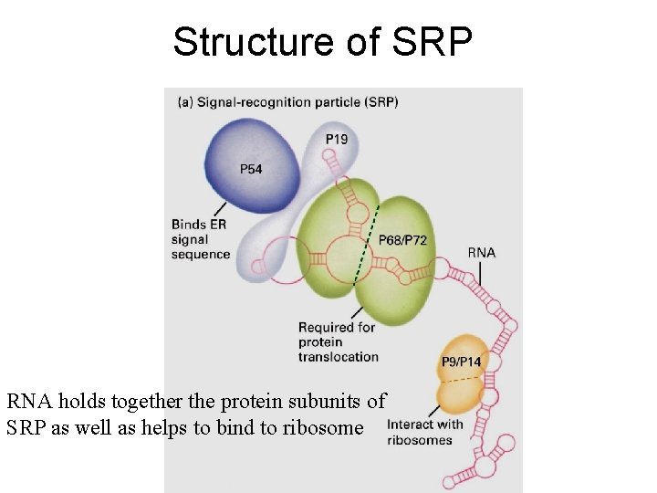Structure of SRP RNA holds together the protein subunits of SRP as well as