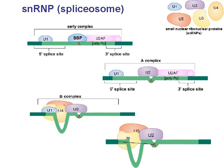 sn. RNP (spliceosome) 