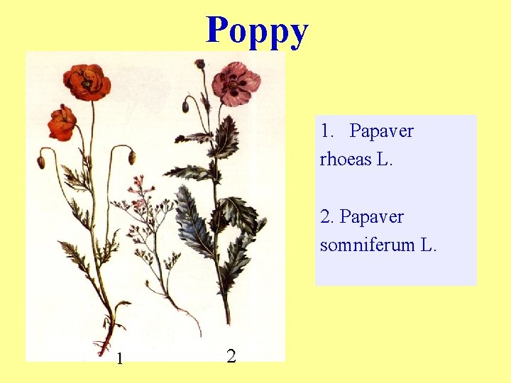 Poppy 1. Papaver rhoeas L. 2. Papaver somniferum L. 1 2 