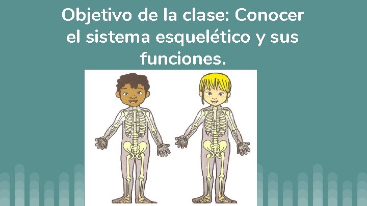 Objetivo de la clase: Conocer el sistema esquelético y sus funciones. 