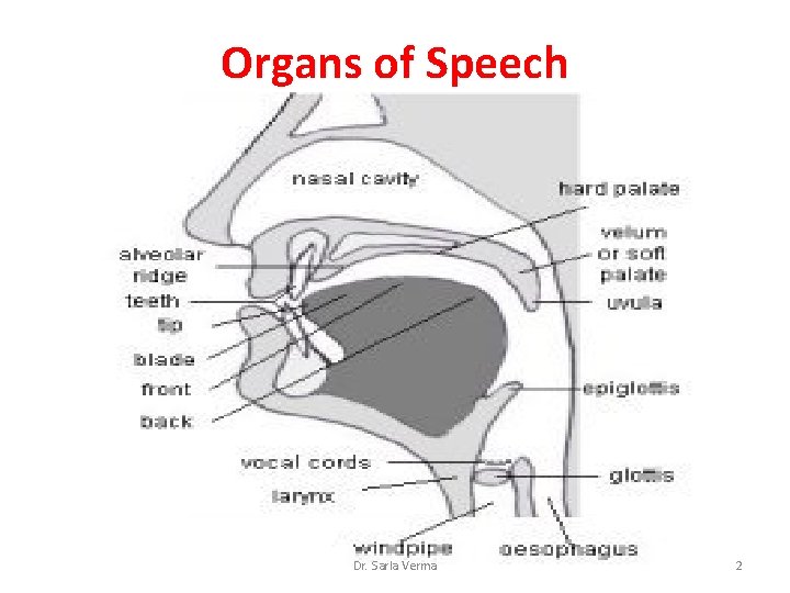 Organs of Speech Dr. Sarla Verma 2 Organs of Speech Dr. Sarla Verma 2