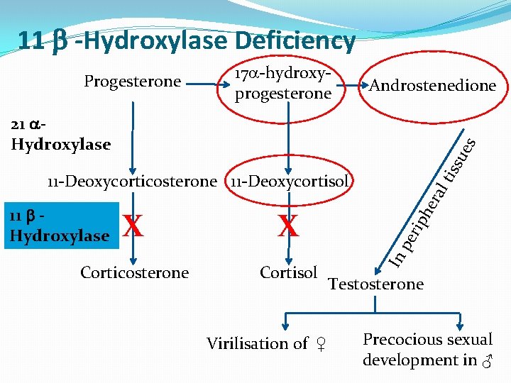 11 -Hydroxylase Deficiency Progesterone 17 -hydroxyprogesterone Androstenedione tis su es 21 Hydroxylase Cortisol Virilisation