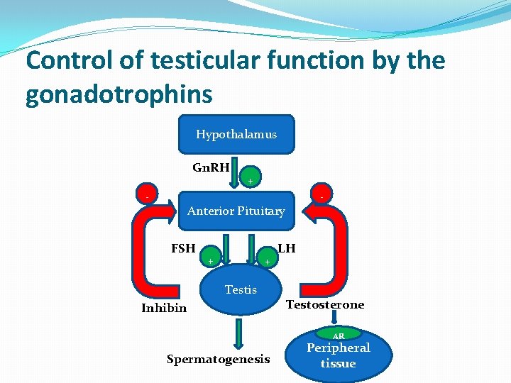 Control of testicular function by the gonadotrophins Hypothalamus Gn. RH - + - Anterior